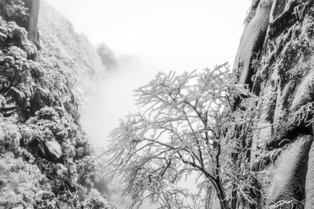 trees and mountain view in winterの写真素材