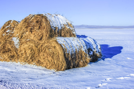 forageの写真素材