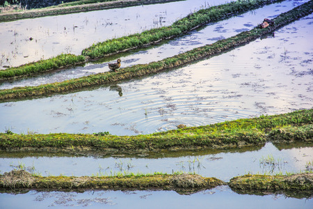 Terracesの写真素材