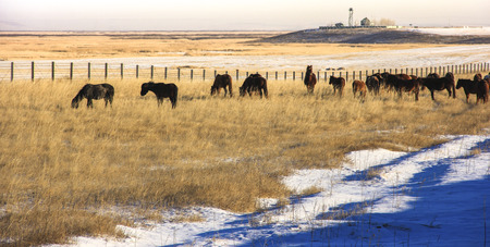 horsesの写真素材