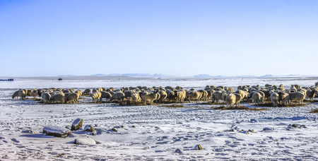 Sheep on the snowy landの写真素材