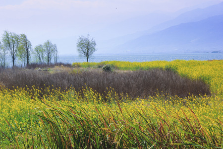 rape flowersの写真素材