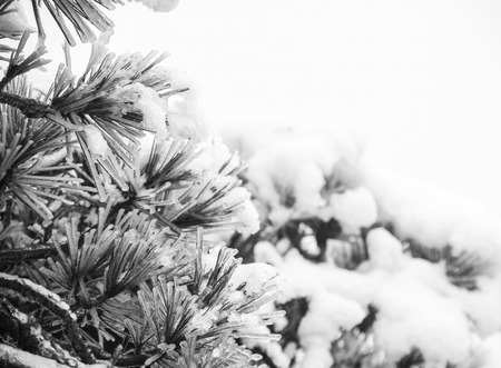 winter treeの写真素材