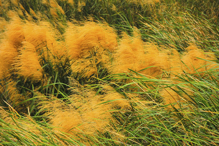 Wetlandの写真素材