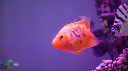 parrot fishの写真素材