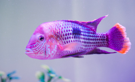 parrot fishの写真素材