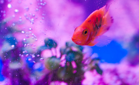 parrot fishの写真素材