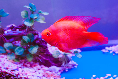 parrot fishの写真素材