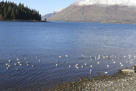 New Zealand landscape の写真素材