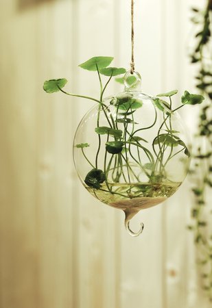 Hydroponics loosestrifeの写真素材