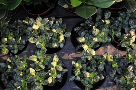 Potted plantsのeditorial素材