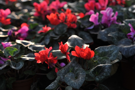 Potted plantsの写真素材