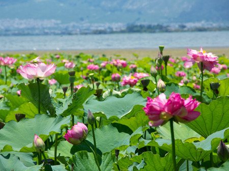 Lotusの写真素材