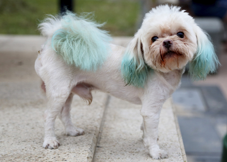 Pet dogの写真素材