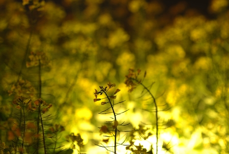 canola flowersの写真素材