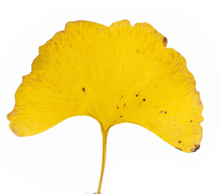 Ginkgo leafの写真素材