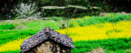 Spring field sceneryの写真素材