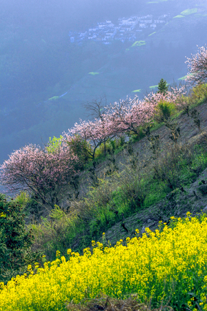 Spring flowersの写真素材