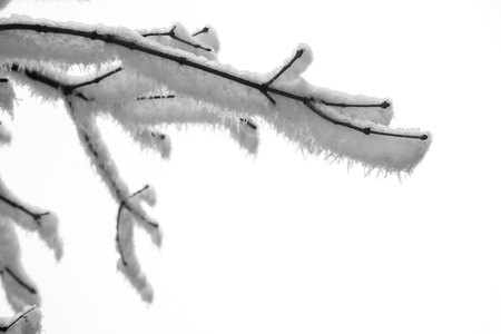 Close up to frozen branchesの写真素材