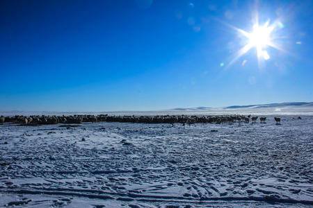 Sheep at frozen lakeの写真素材