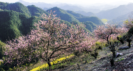 Spring flowersの写真素材