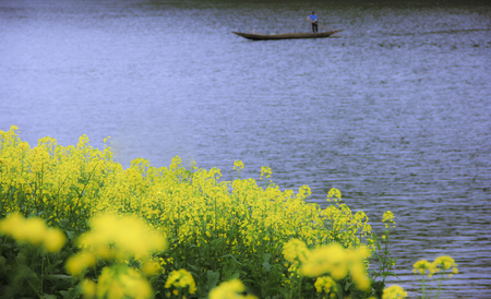 Rapeseed flowersの写真素材