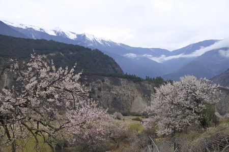 Spring in Linzhiの写真素材