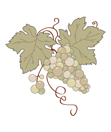 Stylized grape vine.のイラスト素材
