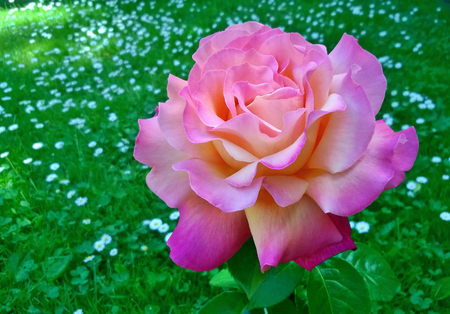 rosesの写真素材