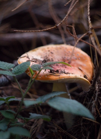 mushroomの写真素材