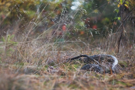 Grassの写真素材
