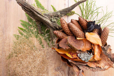Autumn still life on a wooden background with forest elements, mushrooms and cones.の写真素材