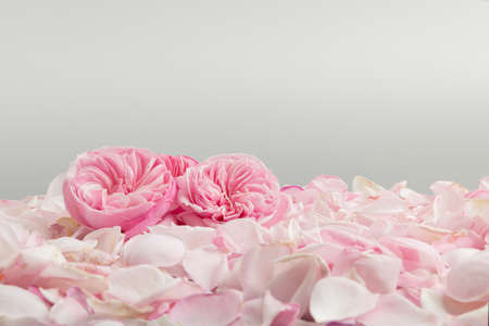Romantic rose petals and pink rose flowers with clean background and free area for label.