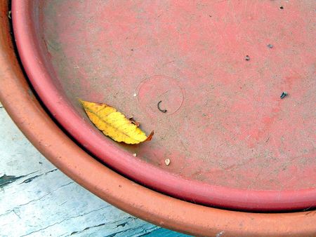 single leaf in dishの写真素材