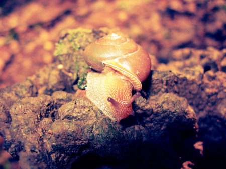 Snail close-up, natureの写真素材