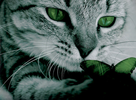 Tabby cat closeup with green butterflyの写真素材