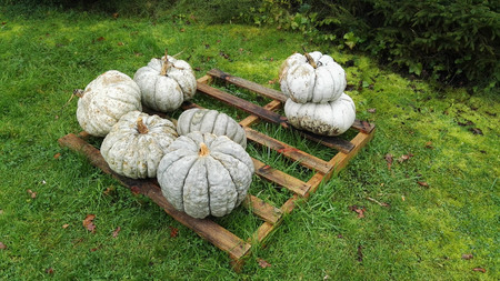 big blue pumpkins and white pumpkins