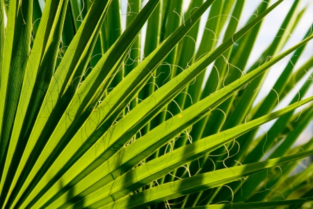 part of the palm leaf close-up shotの写真素材