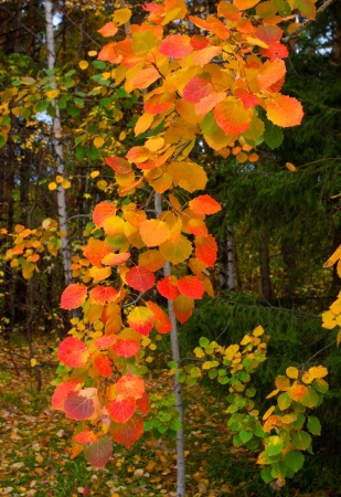 red autumn leaves of aspen close upの写真素材