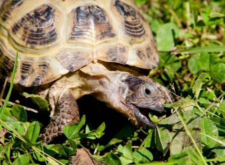 turtle walks and feeds on the green grassの写真素材