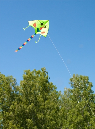 kite in the blue sky above the forestの写真素材