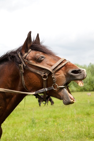 head brownish horse close up in summerの写真素材
