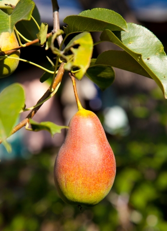 ripe juicy pear hanging on a branchの写真素材