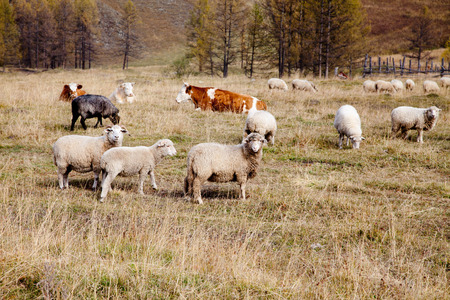 Herd of sheep grazing in the autumn in Altaiの写真素材
