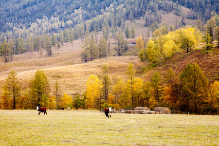 Autumn Altai with cows in a meadowの写真素材