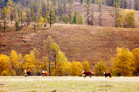 Autumn Altai with cows in a meadowの写真素材