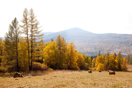 kraivy forest views and haystacks autumn in Altaiの写真素材