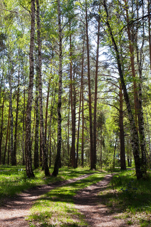 birch forest in the early spring on a sunny dayの写真素材
