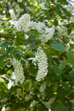 white flowers of bird cherry against the sky