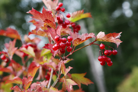 red berries of Viburnum on a branch in autumnの写真素材